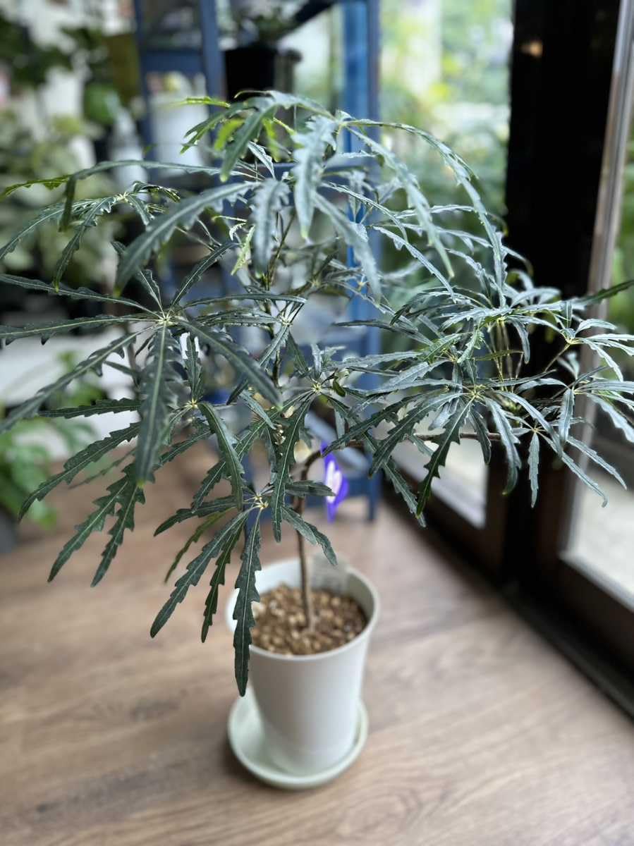 Amazon.co.jp: 観葉植物 アラレア 5号 501 : ホーム＆キッチン